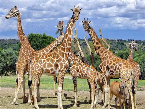 Africam Safari park near Puebla city in Mexico 6901604 Stock Photo at Vecteezy