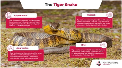 The Tiger Snake | Snake Facts