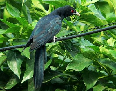 Chitradurga Birds: KOEL