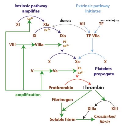 Coagulation cascade: Secondary hemostasis | eClinpath