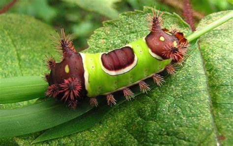 Saddleback Caterpillar by Joshua Bales | Cool insects, Beautiful bugs, Caterpillar