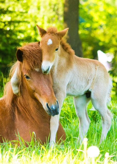 Love by IrisvanVelzen on 500px | Cute baby horses, Baby animals pictures, Cute horses