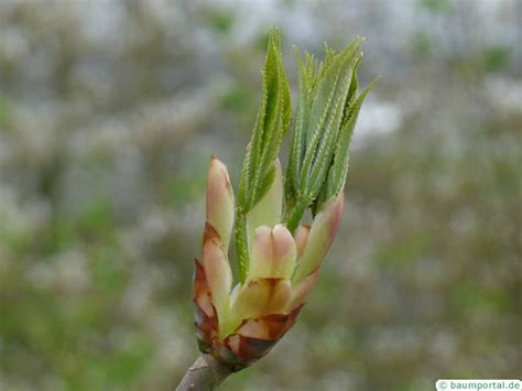 Yellow Buckeye | Aesculus flava