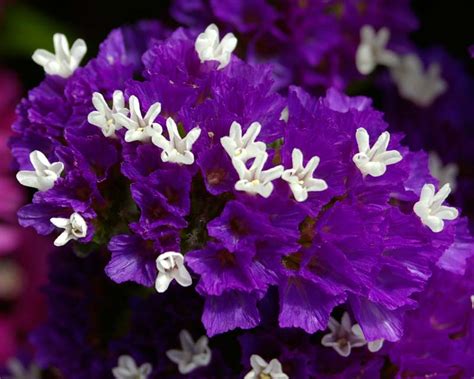 Limonium sinuatum | GardensOnline