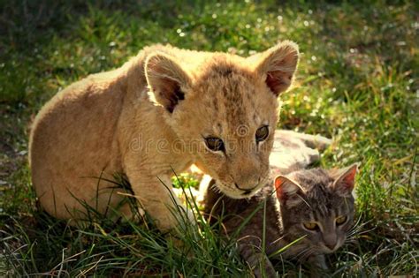 Lion cub with cat. Sweet and beautiful lion cub with cat , #AD, #cat, # ...