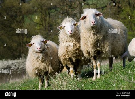 Three sheep Stock Photo - Alamy