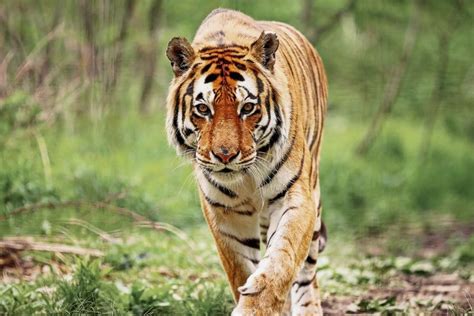 10 of the Most Endangered Species in India in 2024 | Earth.Org