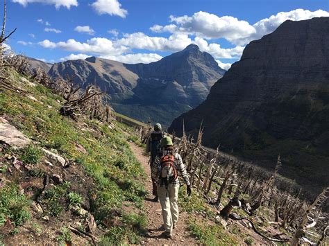 Wildlife Safety around Whitefish and Glacier National Park | Whitefish ...