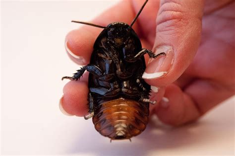 Madagascar Hissing Cockroach Facts | CRITTERFACTS