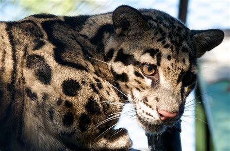 The Formosan clouded leopard has been declared extinct | Grist