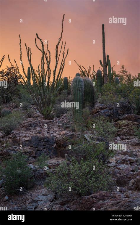 Tucson, Pima County, Arizona, USA Stock Photo - Alamy