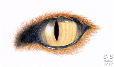 Realistic Fox Eye Drawing by Rahir