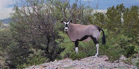 African Oryx - White Sands National Monument (U.S. National Park Service)