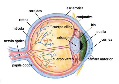 estudios anatómicos archivos - Página 3 de 5 - Quirell