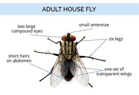 Fly Identification - Types of Flies - House Fly Anatomy & Life Cycle ...