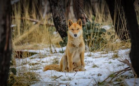 Rare encounter with a dingo in the Kosciuszko wilderness | About Regional