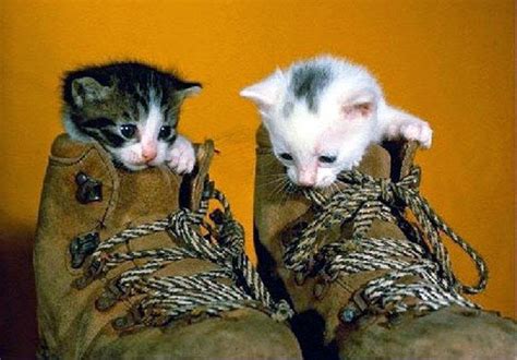 Cute Cat in Shoes Funny Pic - WallpapersXplore | Free HD Desktop Wallpapers