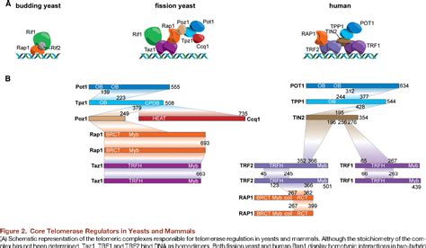 How telomerase reaches its end: mechanism of telomerase regulation by the telomeric complex ...