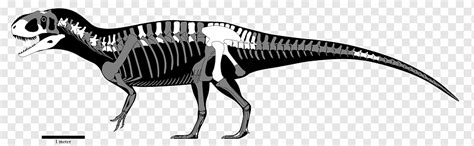 Yangchuanosaurus sinraptor mapusaurus tamaño de dinosaurio ...