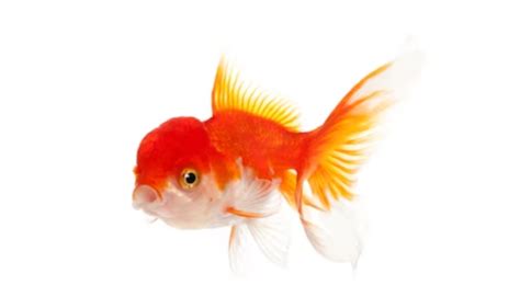 10 Best Fancy Goldfish Types: The Hidden Gems of Aquatic Pets Revealed ...