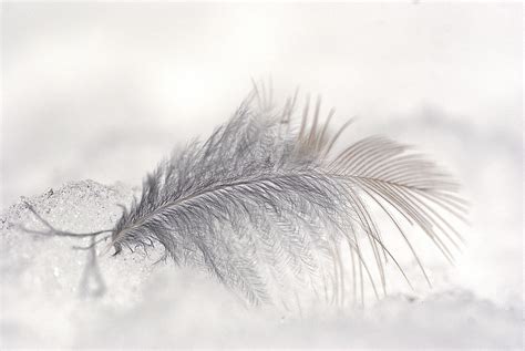 Feather Ice Snow - Free photo on Pixabay