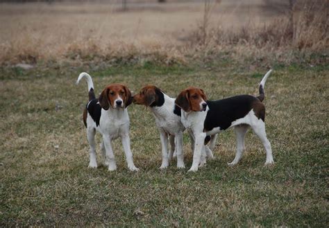 Treeing Walker Coonhound Puppies For Sale - AKC PuppyFinder