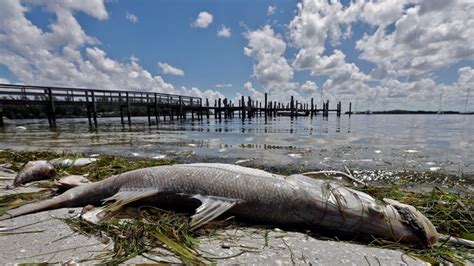 High levels of red tide persist off southwest Florida coast | wtsp.com