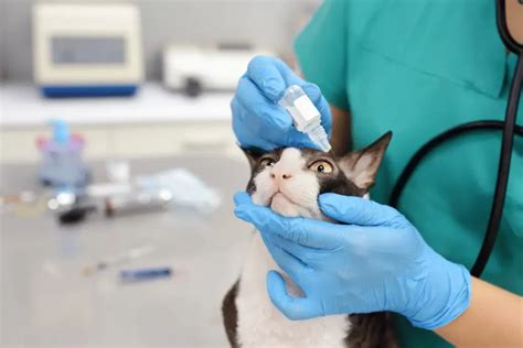 Cat Allergy Medicine Explained: Understanding Treatment Options