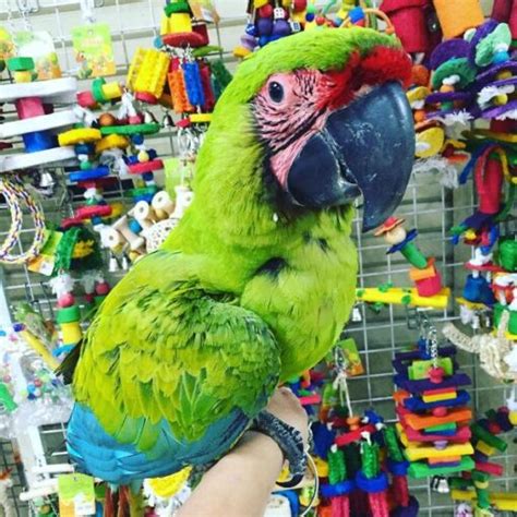 Buffon Macaw Parrots For Sale - Exoticglobalbirdsfarm