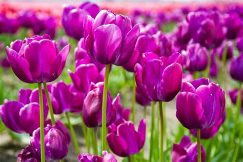 What’s The Popular Tulip Color Meaning And Symbolism?