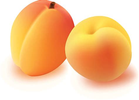 Apricot Clip Art, Vector Images & Illustrations - iStock