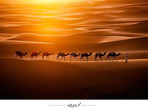 Picture of the Day: Camels Crossing the Sahara » TwistedSifter