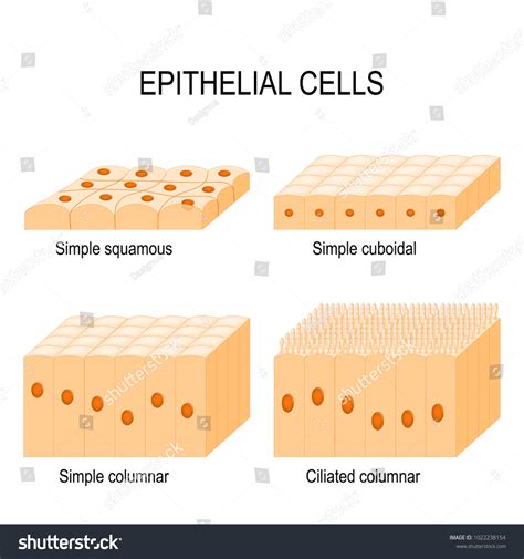 489 Simple Epithelial Tissue Images, Stock Photos & Vectors | Shutterstock