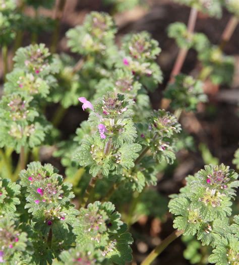 One of the first Spring weeds to pop up is Henbit (Lamium amplexicaule) . I’m sure you’ve seen ...