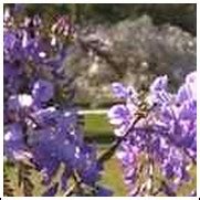 Buy Wisteria Vines from Ty Ty Nursery