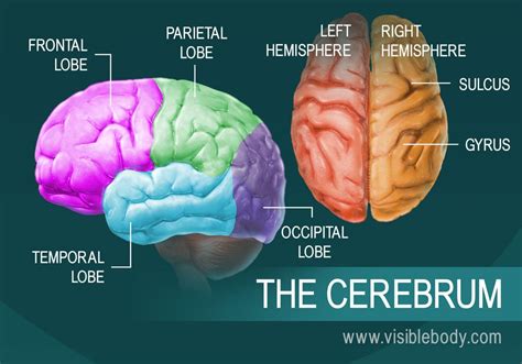 Anatomy Of Cerebrum - Anatomical Charts & Posters