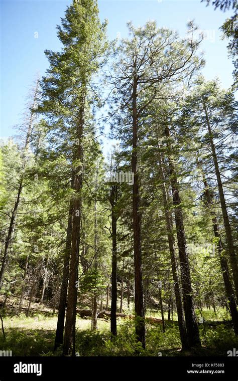 Tall spindly pine trees in a coniferous forest plantation with summer ...