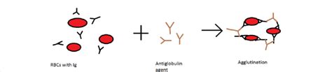 Schematic representation of agglutination. | Download Scientific Diagram