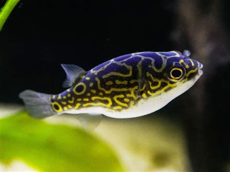Dwarf Puffer Fish - Habitat, Care, Feeding, Tank Size, Breeding - Aqua49