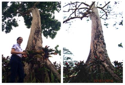 The mystery of the old Dao tree in UP Los Baños