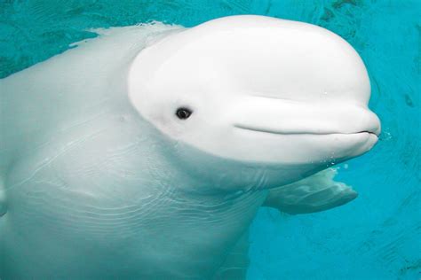 She had a very long life in captivity. She may have been older :)) 'Baby Beluga' Dies: Animal ...