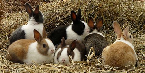 Breeds Rabbit: Dutch Rabbit