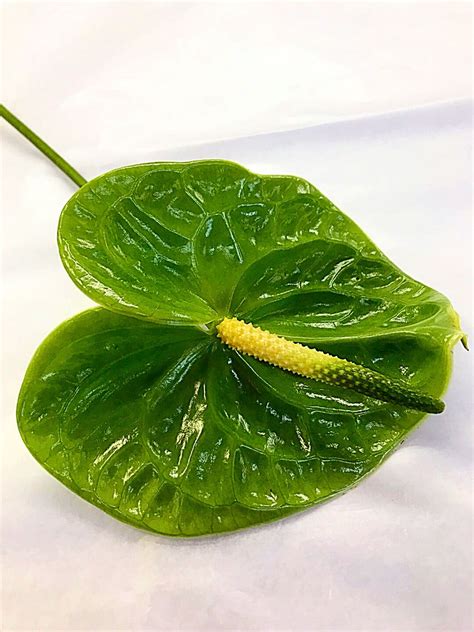 Anthurium, Green - Jacksonville Flower Market