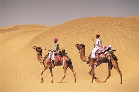 Dubai Camel Riding