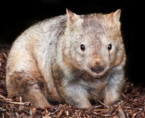 Wombat Life Cycle