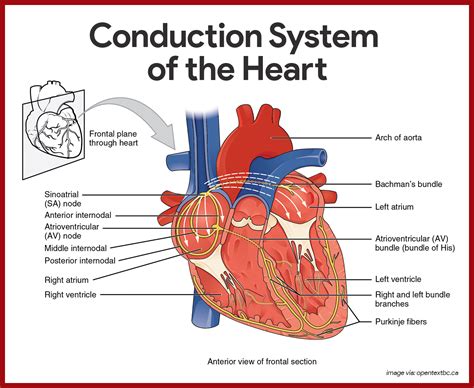 Cardiovascular System Anatomy and Physiology: Study Guide for Nurses ...