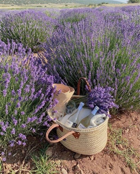 carriebradshaw 🕊 on Twitter: "lavender baby… " Lavender Aesthetic, Purple Aesthetic, Summer ...