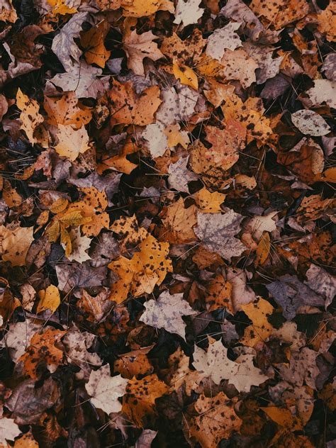 Fall leaves | Dark autumn, Autumn aesthetic, Color analysis