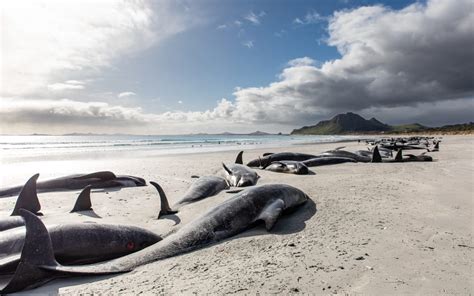 Two pilot whale stranding incidents at Chatham Islands 'unbelievable', mayor says | RNZ News