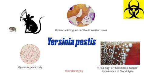 Yersinia pestis: Properties, Disease, Lab Diagnosis • Microbe Online